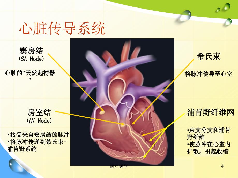 常见心律失常及处理【行业运用】_第4页