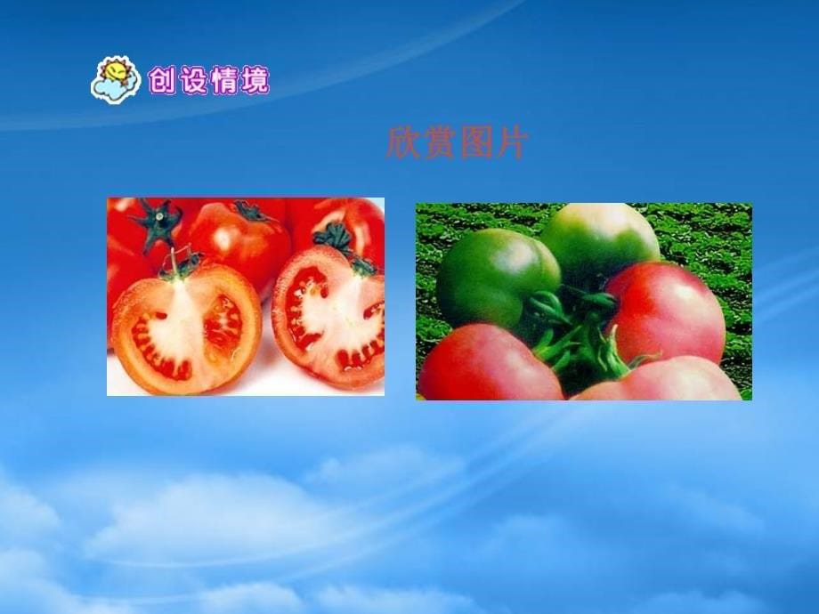 四年级语文下册 番茄太阳课件 苏教（通用）_第5页