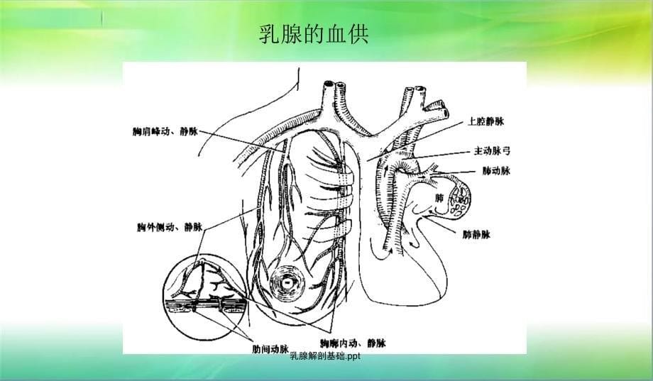 乳腺解剖基础.ppt（经典实用）_第5页