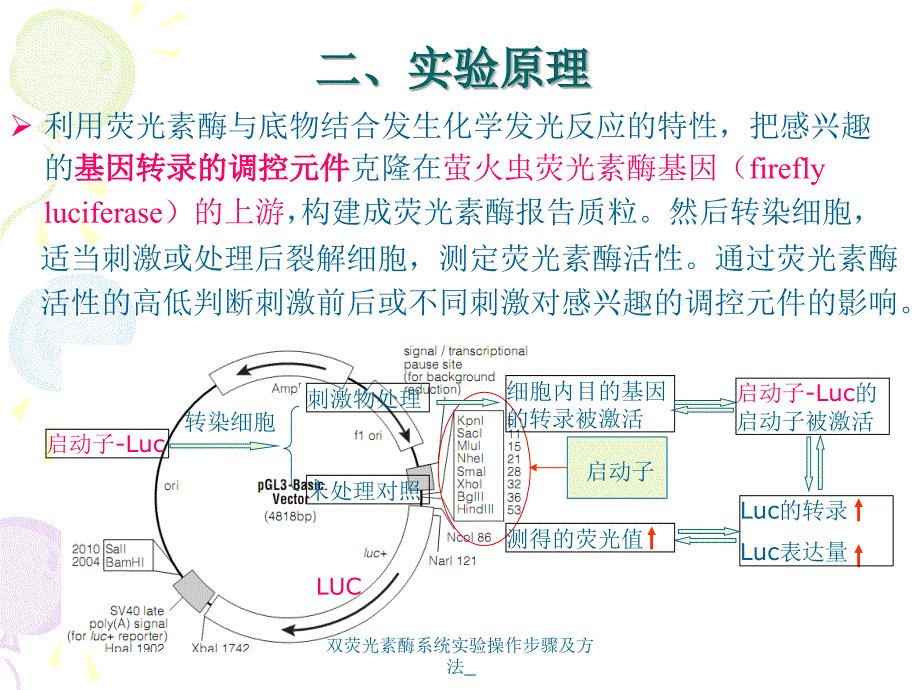 双荧光素酶系统实验操作步骤及方法_（经典实用）_第4页