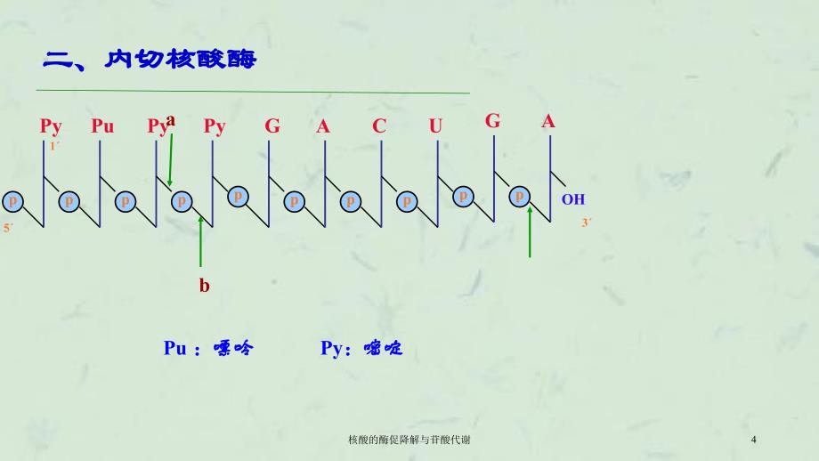 核酸的酶促降解与苷酸代谢课件_第4页