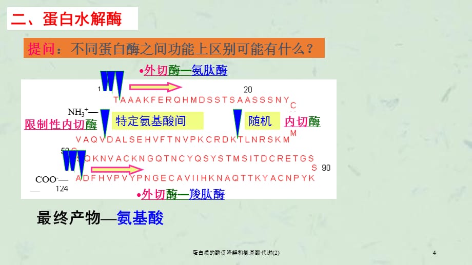 蛋白质的酶促降解和氨基酸代谢(2)课件_第4页