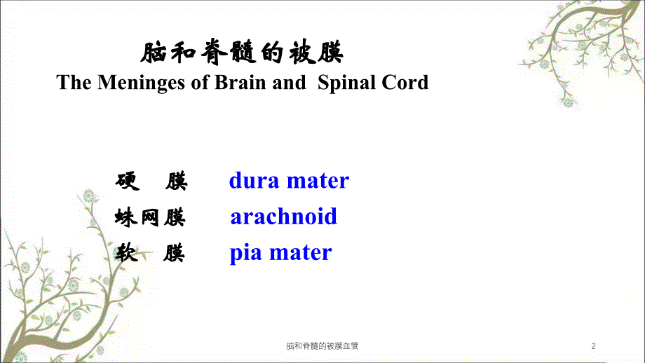 脑和脊髓的被膜血管课件_第2页