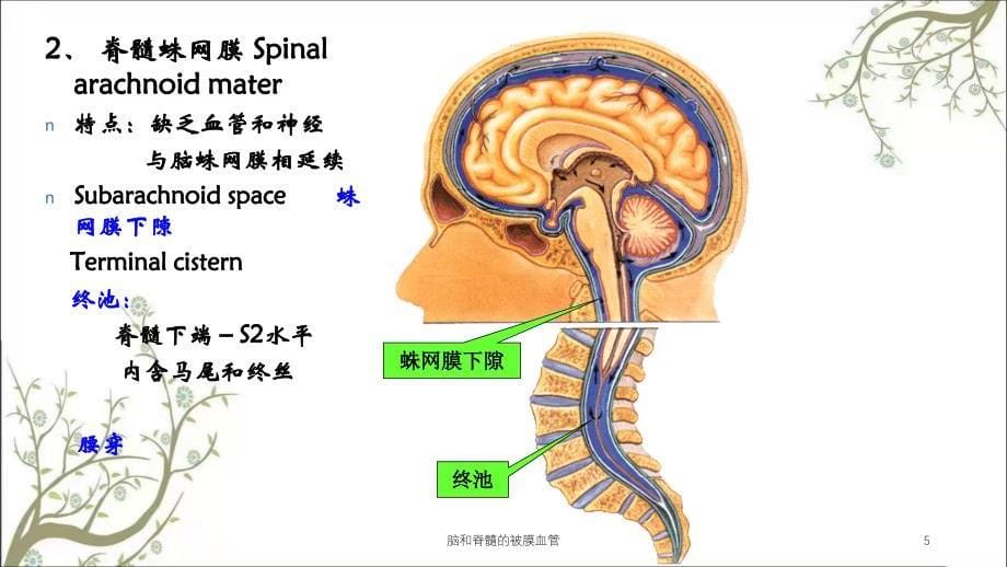 脑和脊髓的被膜血管课件_第5页