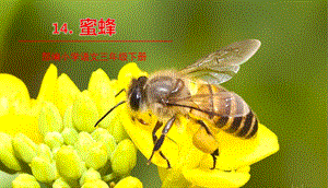 新部编版三年级语文下册课件（精美版）14.蜜蜂