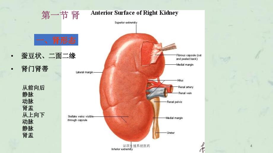 泌尿生殖系统医药课件_第4页