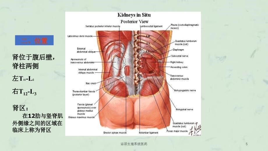 泌尿生殖系统医药课件_第5页