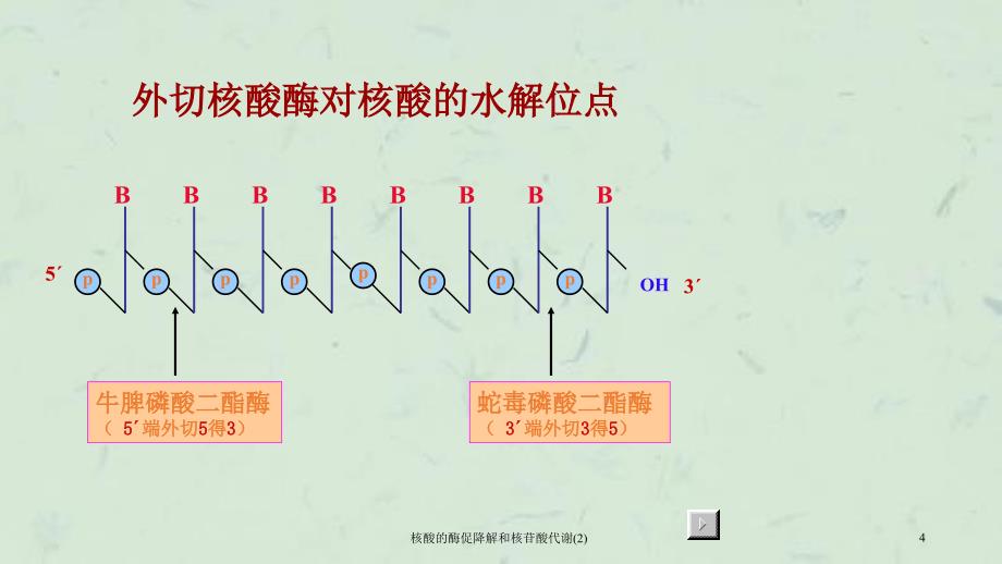 核酸的酶促降解和核苷酸代谢(2)课件_第4页