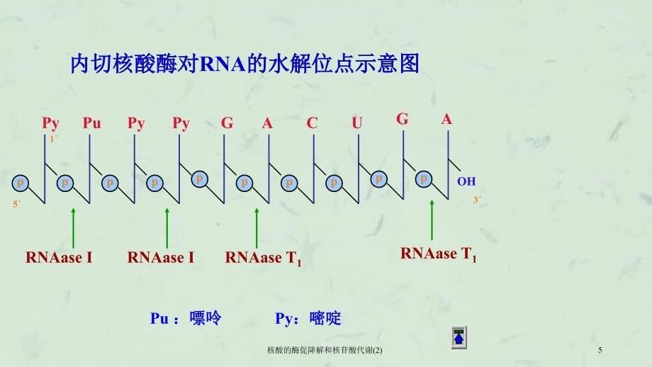 核酸的酶促降解和核苷酸代谢(2)课件_第5页