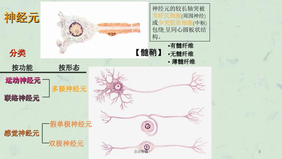 总论脊髓课件_第3页