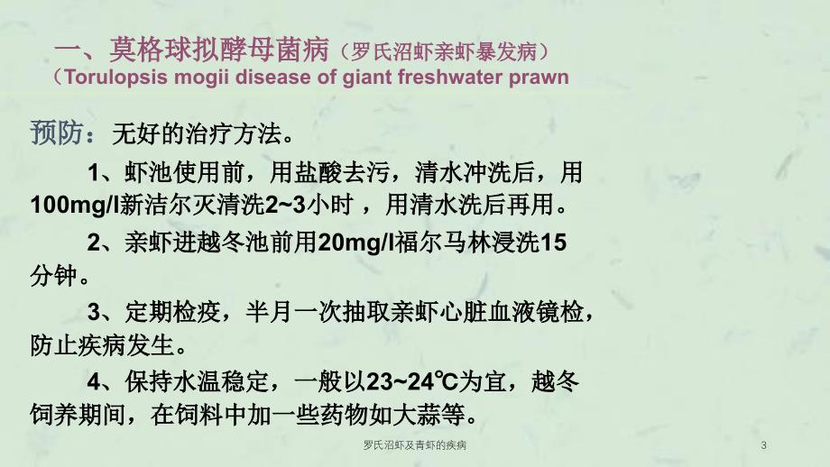 罗氏沼虾及青虾的疾病课件_第3页