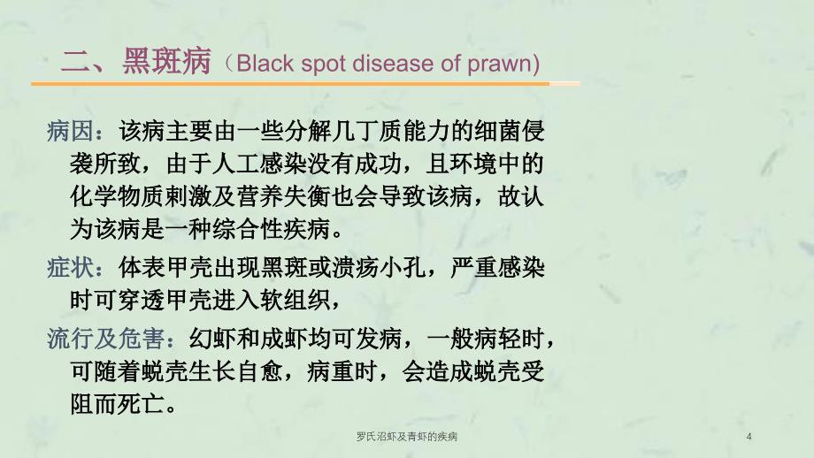 罗氏沼虾及青虾的疾病课件_第4页