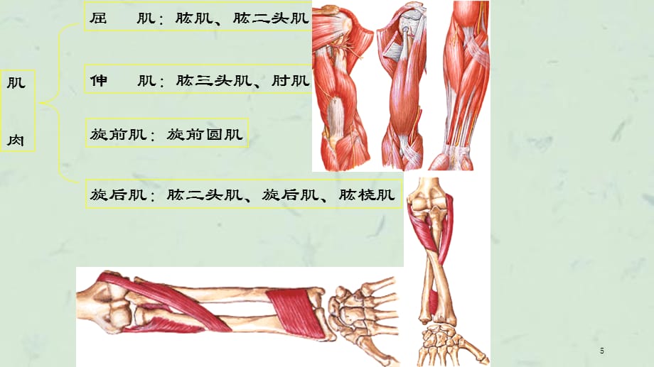 肘关节扭挫伤课件_第5页