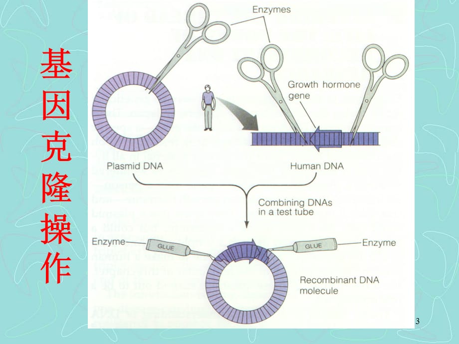 [精选]第三章-基因工程部分-PowerPoint演示文稿_第3页