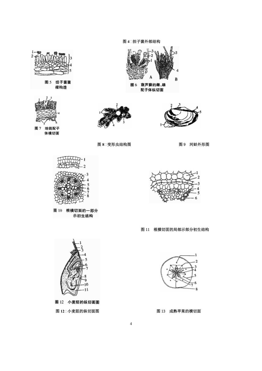 初中生物竞赛试题与解法示例(实验部分)(总9页)_第4页