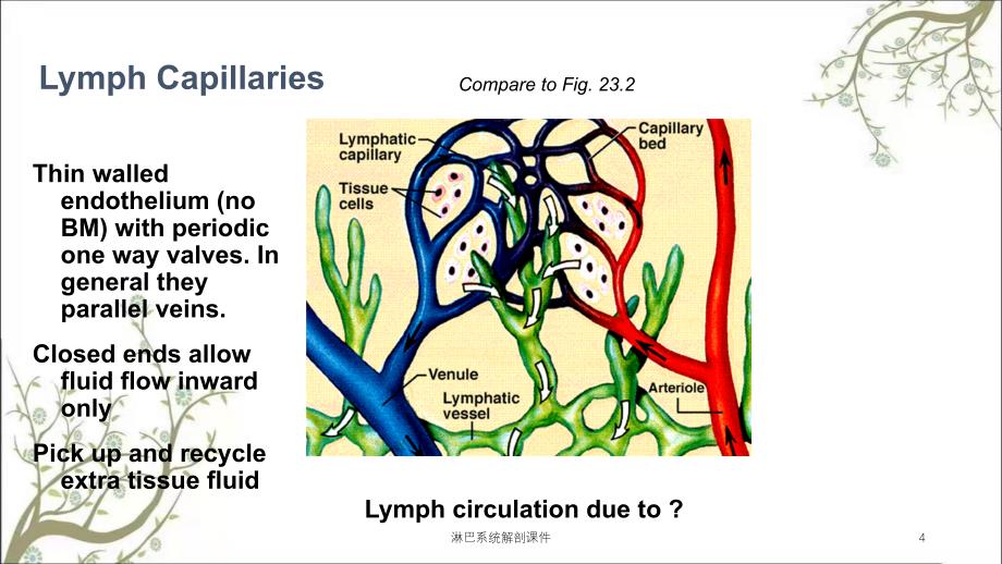 淋巴系统解剖课件_第4页