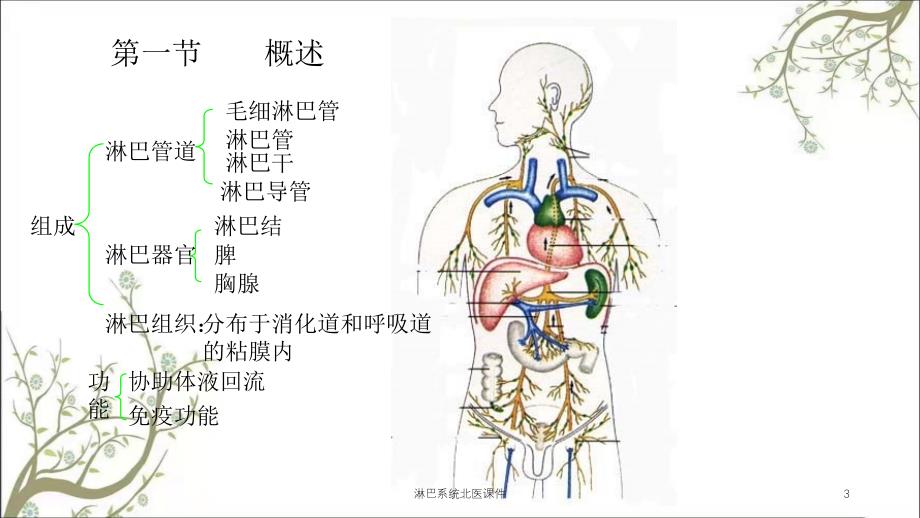 淋巴系统北医课件_第3页