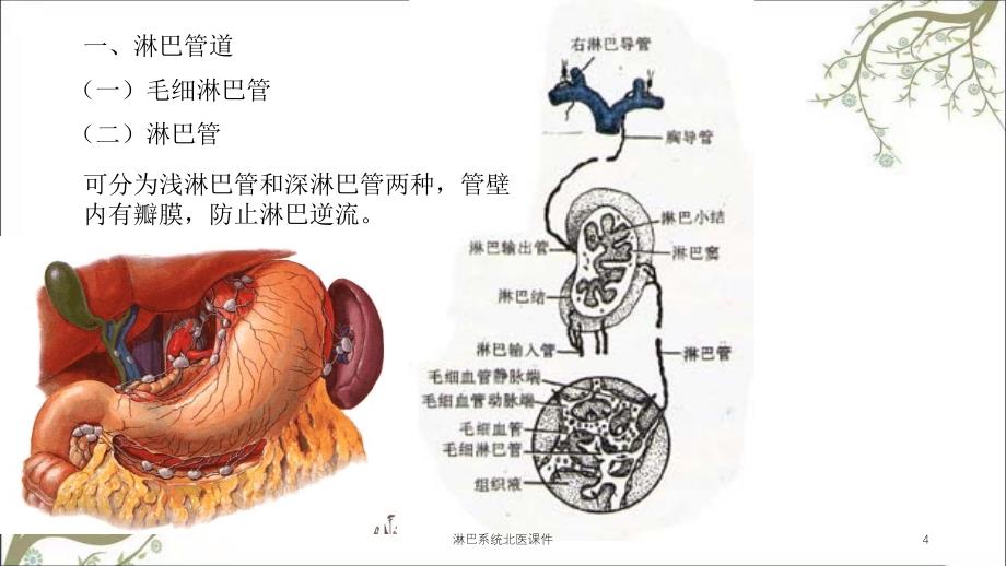 淋巴系统北医课件_第4页