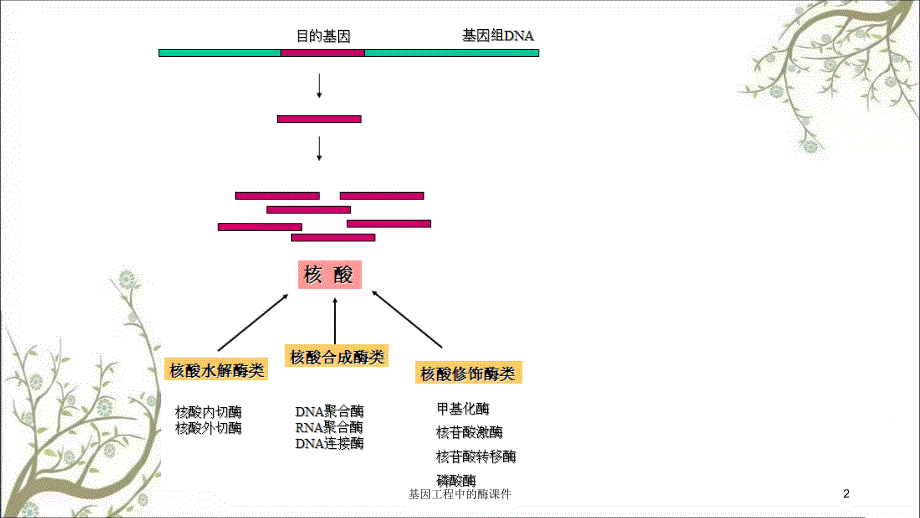 基因工程中的酶课件_第2页