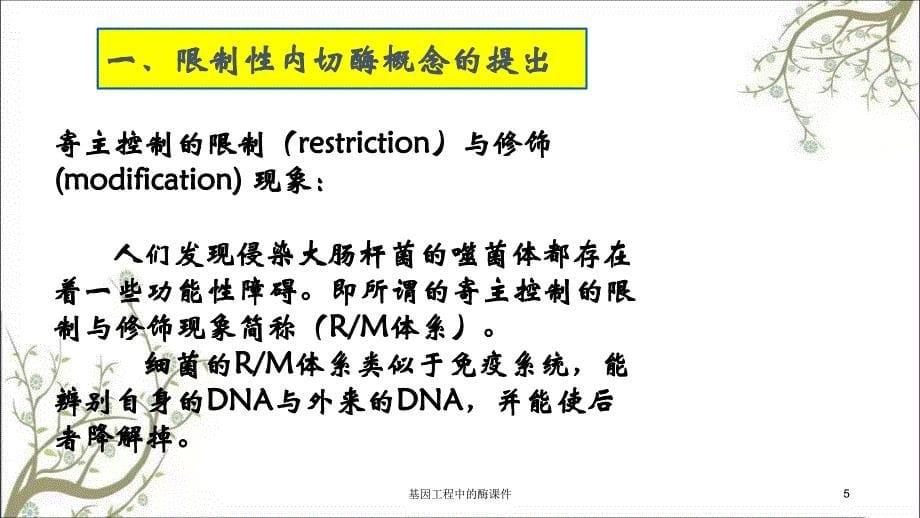 基因工程中的酶课件_第5页