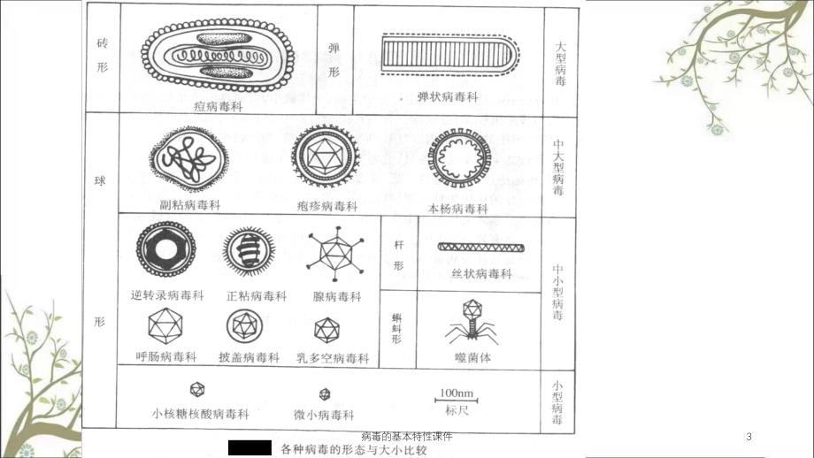 病毒的基本特性课件_第3页