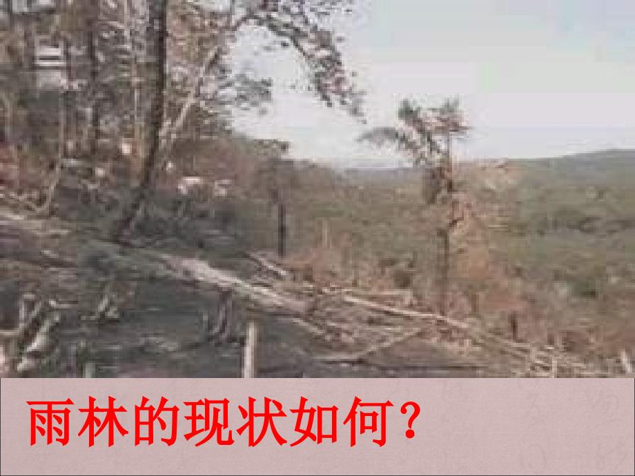 八年级语文-雨林的毁灭PPT教学课件1_第3页