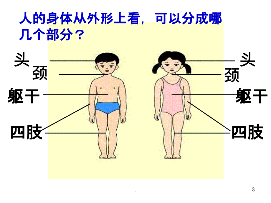 四年级科学上册身体的结构详解_第3页