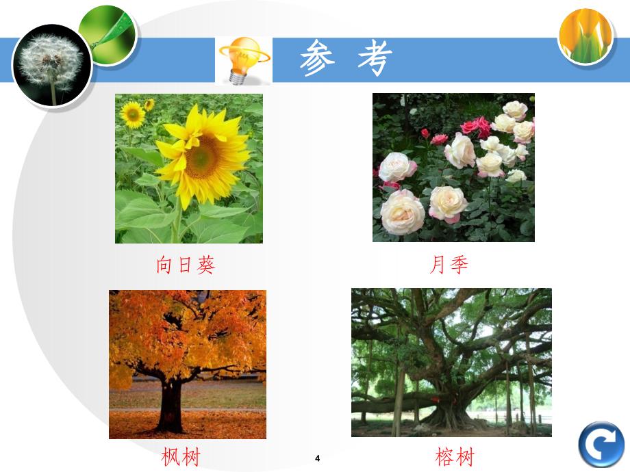 一年级科学身边的植物教学_第4页