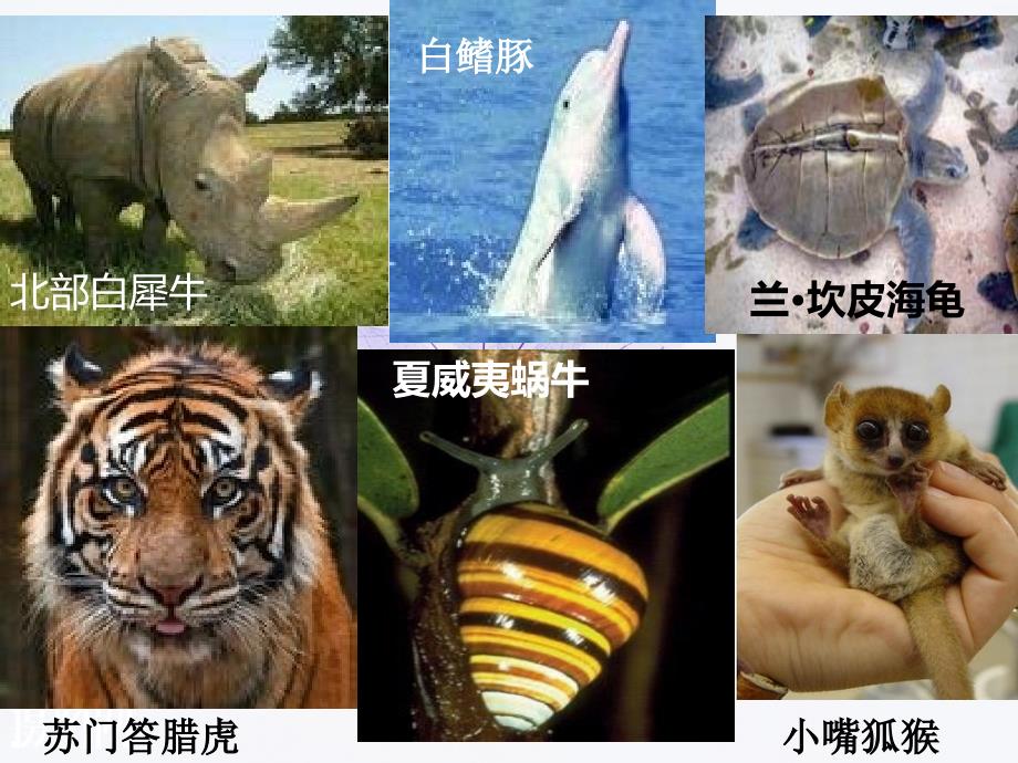 7.2.3共同进化与生物多样性的形成 课件 高一生物人教版必修二_第1页