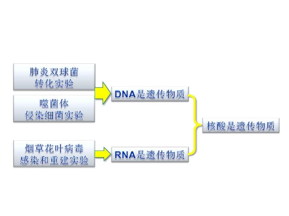 DNA的结构和特点ppt[精选]_第1页