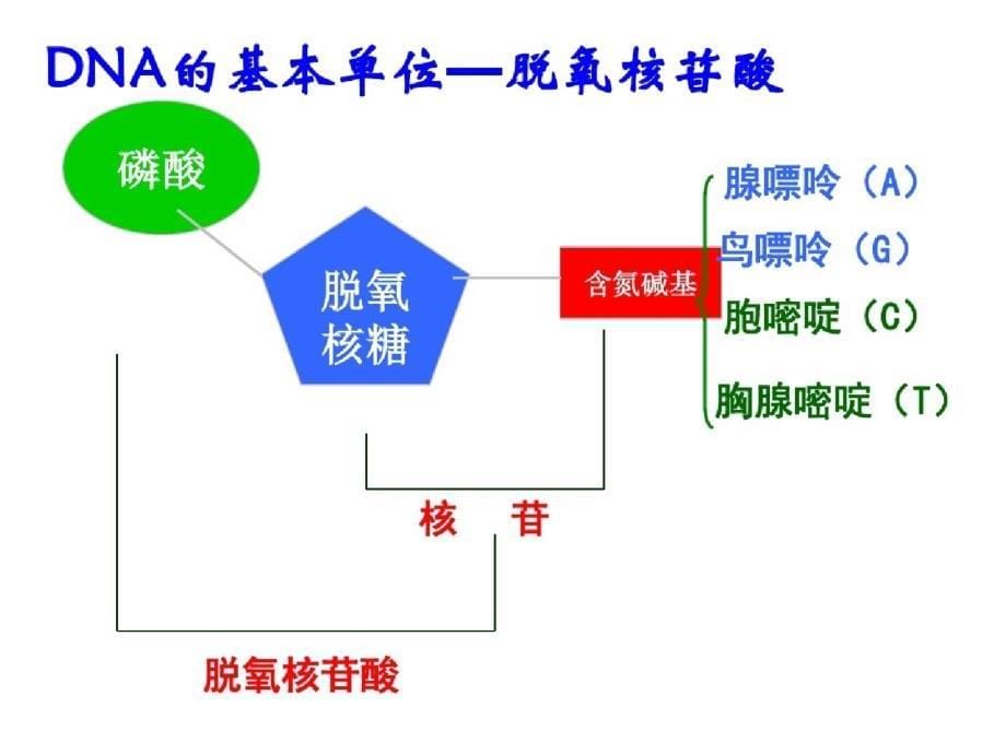 DNA的结构和特点ppt[精选]_第5页