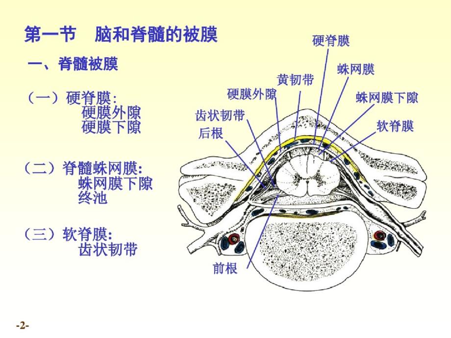 chapter20脑和脊髓的被膜、血管及脑脊液循环（完整）ppt[精选]_第2页