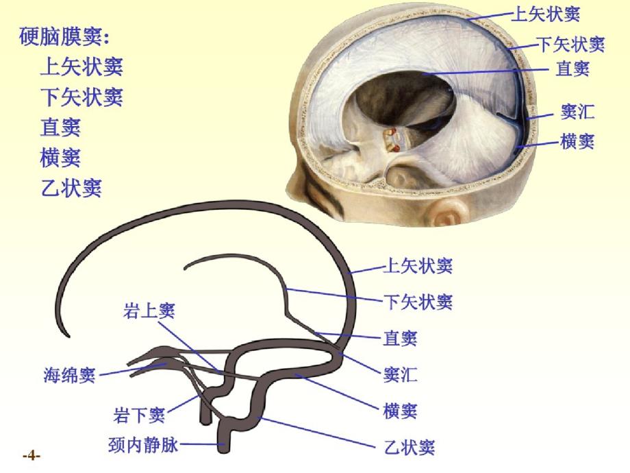 chapter20脑和脊髓的被膜、血管及脑脊液循环（完整）ppt[精选]_第4页