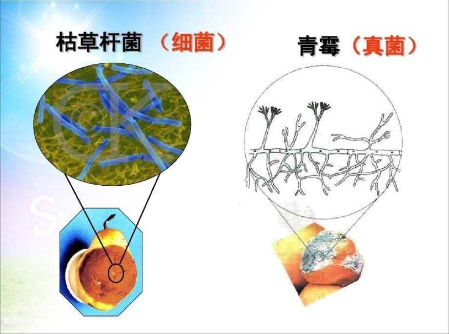 八年级生物：细菌和真菌在自然界中的作用精讲精品中学课件ppt[精选]_第5页