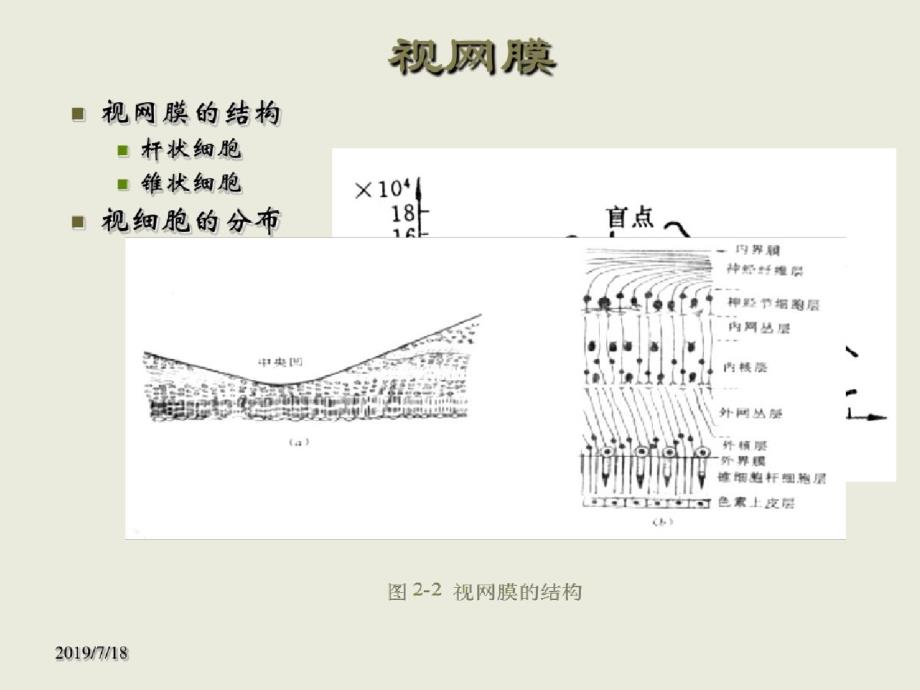 人眼的视觉特性与图像探测2008春ppt[精选]_第4页