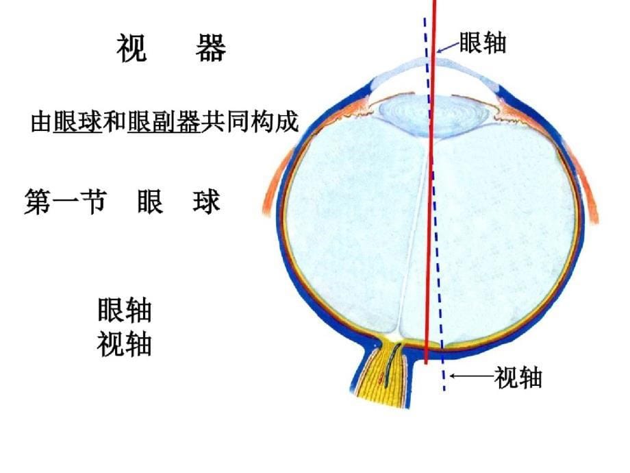 《系统解剖学》教学资料感觉器drwangppt[精选]_第5页