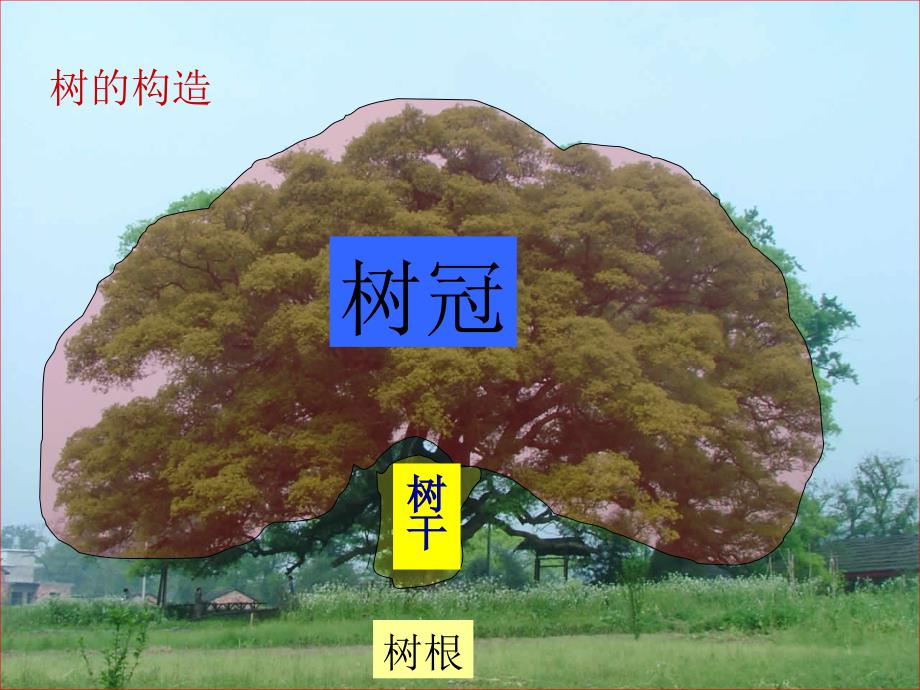 教科小学科学三上《1.3、大树和小草》PPT课件(1)[精选]_第2页