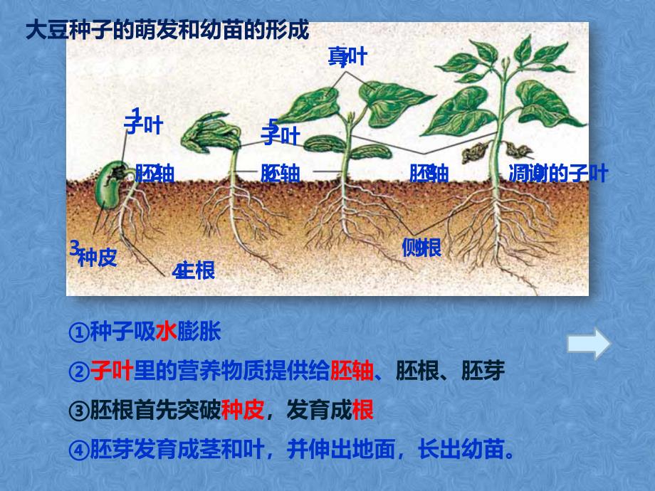 华师大版科学七年级下册7.2.2 幼苗的生长 课件_第3页