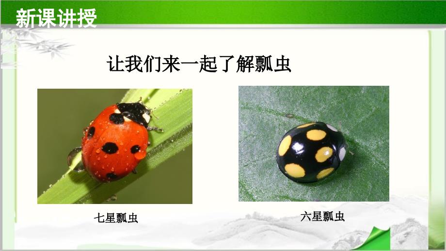 《瓢虫的花衣裳》示范公开课教学PPT课件【小学一年级美术下册】_第4页