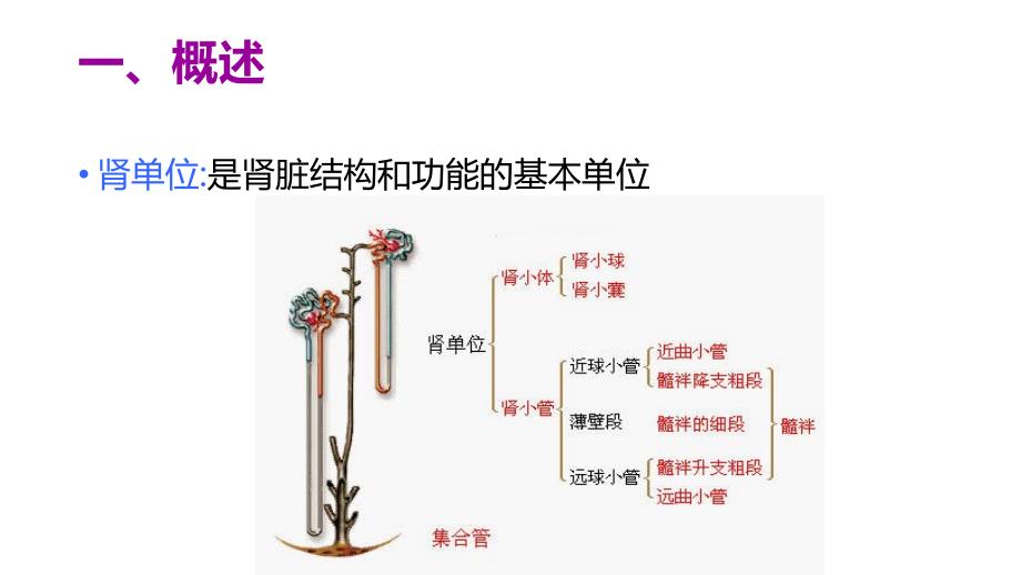 肾脏疾病的营养治疗医学类PPT授课课件_第3页