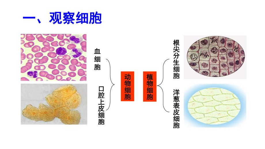 高中生物课件-1.2.2 细胞的多样性和统一性 (2)_第2页