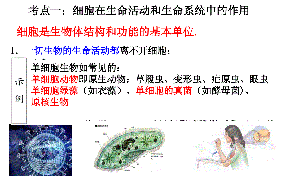 高中生物课件-1.1走进细胞_第2页