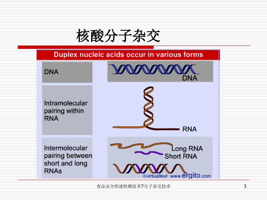 食品安全快速检测技术7分子杂交技术课件_第3页