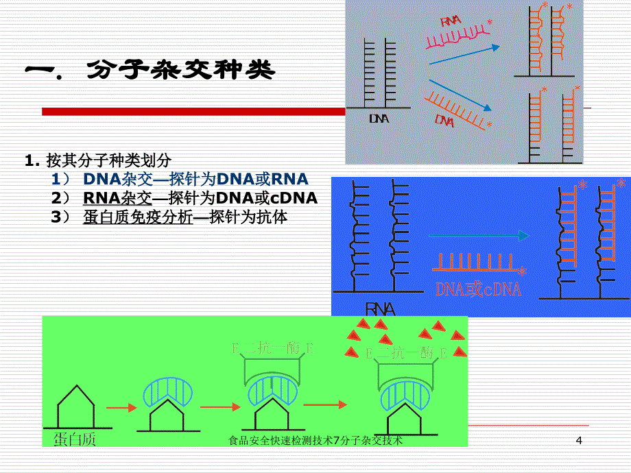 食品安全快速检测技术7分子杂交技术课件_第4页