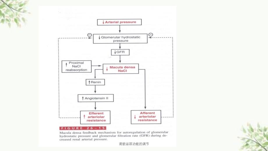 肾脏泌尿功能的调节课件_第3页