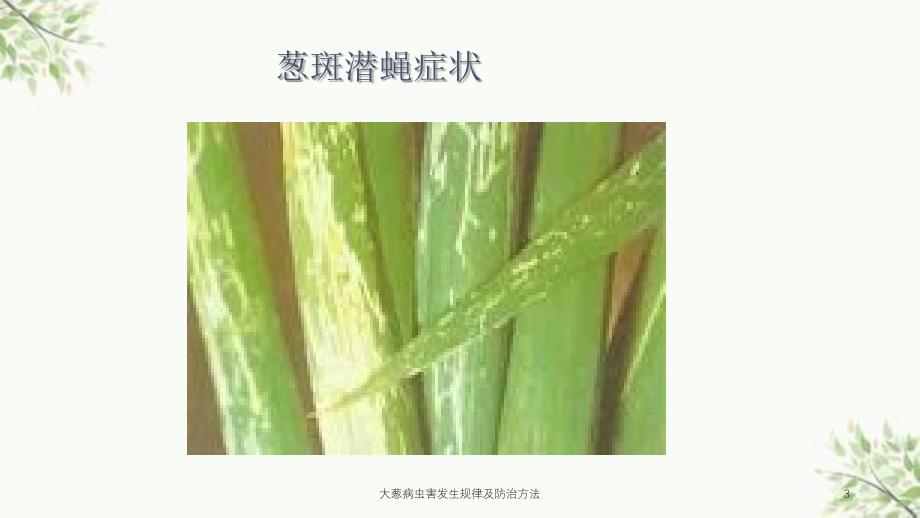 大葱病虫害发生规律及防治方法课件_第3页