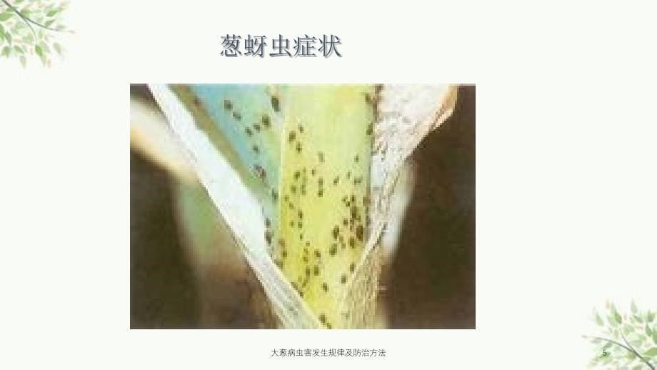 大葱病虫害发生规律及防治方法课件_第5页