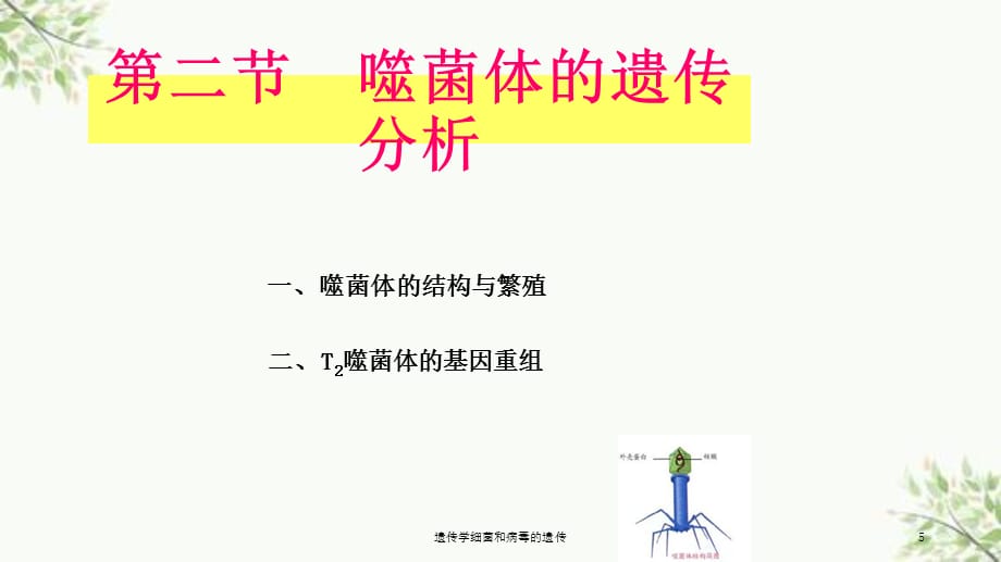 遗传学细菌和病毒的遗传课件_第5页