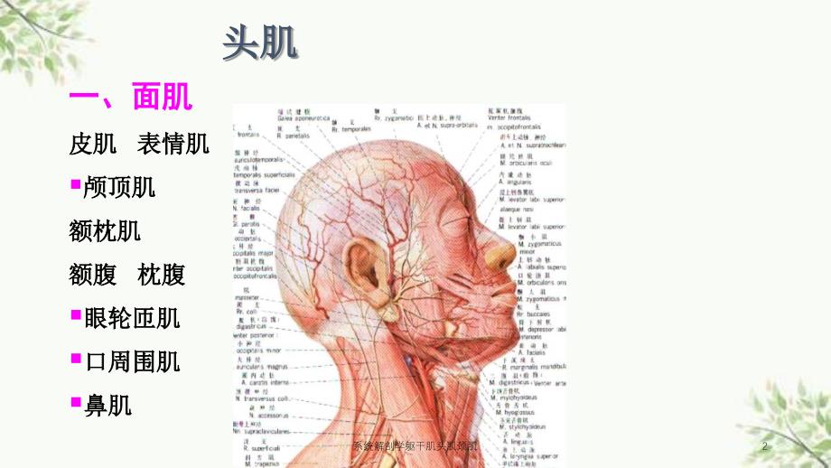 系统解剖学躯干肌头肌颈肌课件_第2页