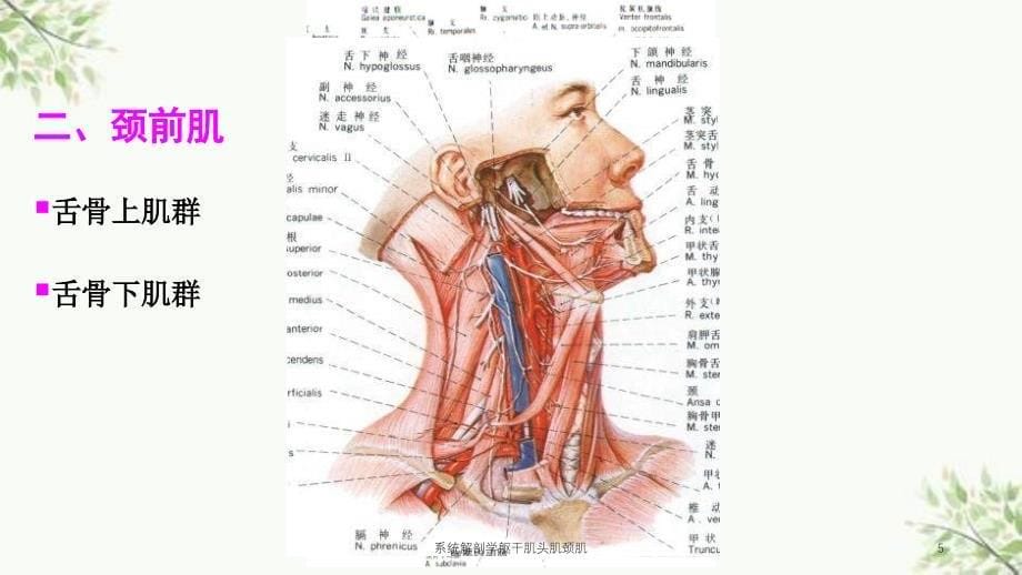 系统解剖学躯干肌头肌颈肌课件_第5页